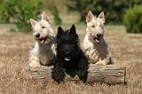 SCOTTISH TERRIER 239
